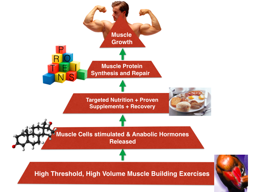 How Muscle Grows The Amazing Science Of Muscle Growth 0584